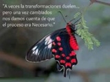Lechuza Taigeta Pleyone